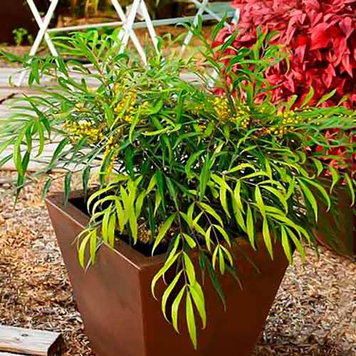 1 saz, Mahonia Sweet Winter - : Monžstvo balíkov: 1 saz