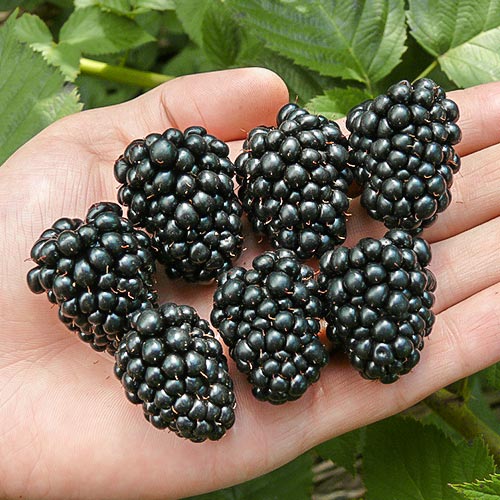 3 saz, Ostružina Thornfree - : Monžstvo balíkov: 3 saz