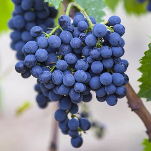 1 saz, Vinná réva Rondo - : Monžstvo balíkov: 1 saz