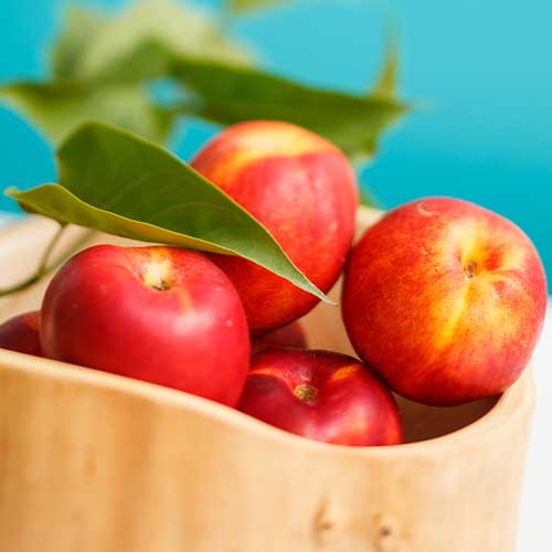 1 db, Nektarin Star Coral - Palánták: Mod de ambalare: 1 db