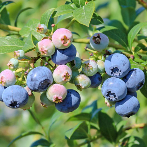 1 db, Áfonya fekete Nelson - Palánták: Mod de ambalare: 1 db