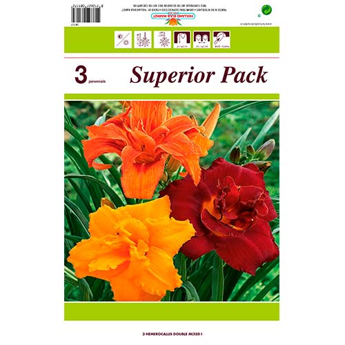 3 db, Sásliliom (Hemerocallis) Double mix multicolor - Évelő: Mod de ambalare: 3 db