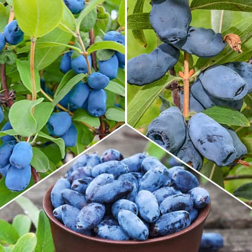 3 db, Hihetetlen ajánlat! Mézbogyó, 3 fajtából álló készlet - Palánták: Mod de ambalare: 3 db