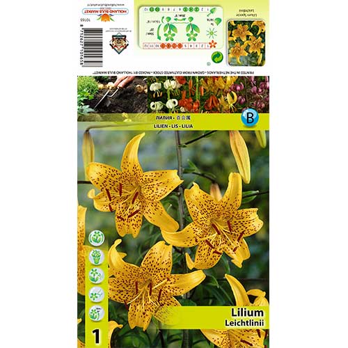 1 db, Liliom Leichtlinii - Hagymák: Mod de ambalare: 1 db