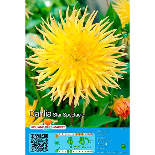 1 Stück, Dahlie Star Spectacle - Stauden: Ilość w opakowaniu: 1 Stück