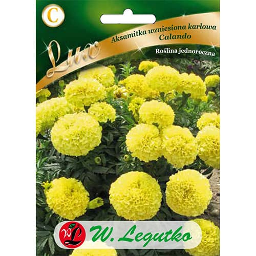 1 szt, Tagetes Calando gelb - Samen: Ilość w opakowaniu: 0.4 g