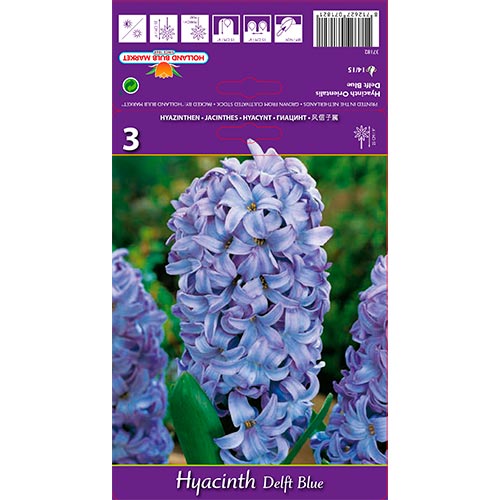 3 Stück, Hyazinthe Delft Blue - Blumenzwiebeln: Ilość w opakowaniu: 3 Stück