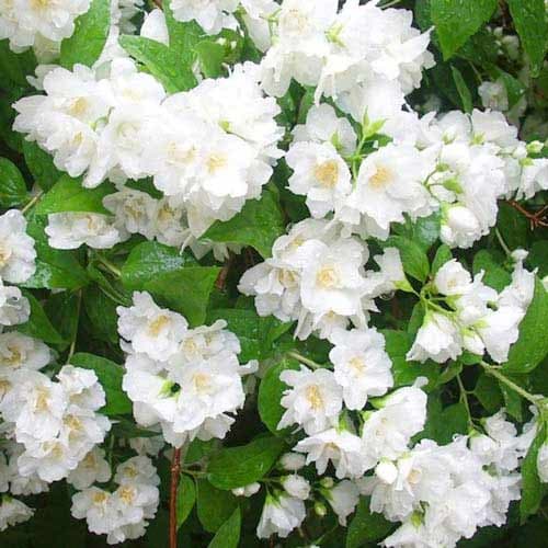 1 Pflanze(n), Gartenjasmin Mont Blanc - Setzlinge: Ilość w opakowaniu: 1 Pflanze(n)