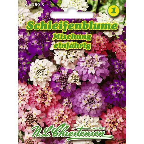 1 szt, Schleifenblume Mischung - Samen: Ilość w opakowaniu: 1 Stück