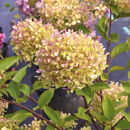 1 Pflanze(n), Rispenhortensie Romantic ace , С4,5 - Setzlinge: Ilość w opakowaniu: 1 Pflanze(n)