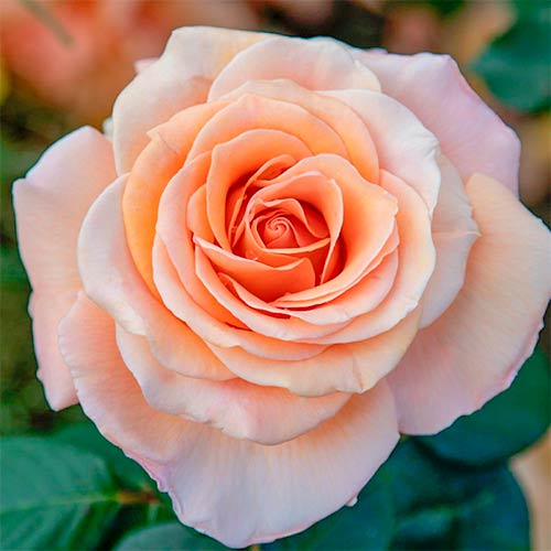 1 Pflanze(n), Großblütige Rose Luna Di Miele - Setzlinge: Ilość w opakowaniu: 1 Pflanze(n)