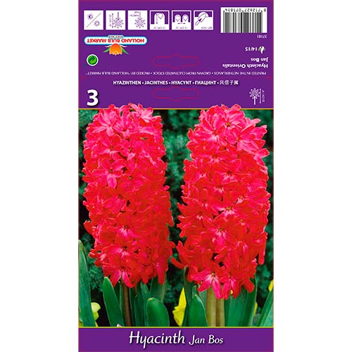 3 Stück, Hyazinthe Jan Bos - Blumenzwiebeln: Ilość w opakowaniu: 3 Stück
