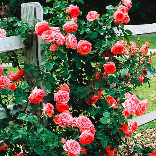 1 szt, Kletterrose lachsrosa - Setzlinge: Ilość w opakowaniu: 1 szt