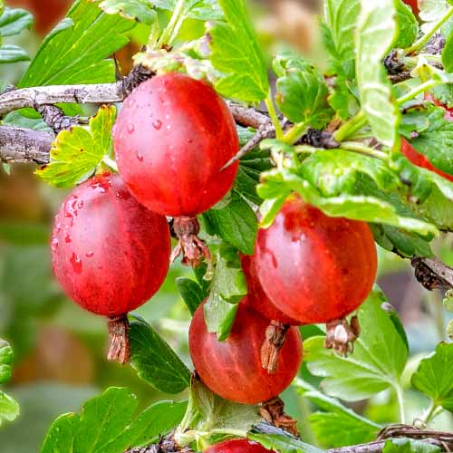 1 Pflanze(n), Dornenlose Stachelbeere Spinefree - Setzlinge: Ilość w opakowaniu: 1 Pflanze(n)