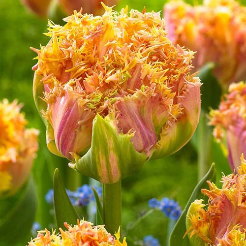 8 Stück, Tulpe Esprit - Blumenzwiebeln: Ilość w opakowaniu: 8 Stück