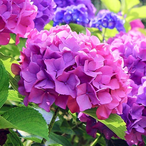 1 Pflanze(n), Gartenhortensie Hamburg, P9 - Setzlinge: Ilość w opakowaniu: 1 Pflanze(n)