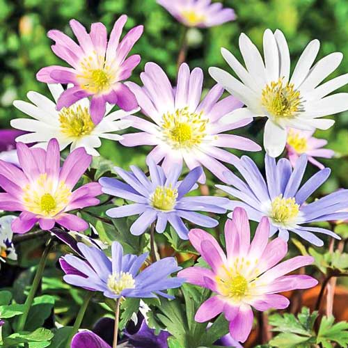 15 Stück, Windröschen (Anemone) Blanda, farbmischung - Blumenzwiebeln: Ilość w opakowaniu: 15 Stück