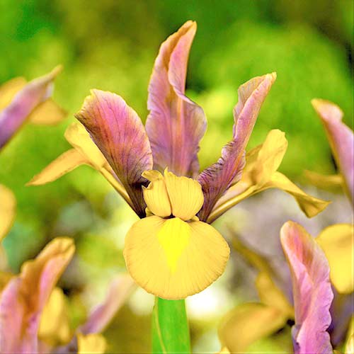10 Stück, Holländische Iris Bronze - Blumenzwiebeln: Ilość w opakowaniu: 10 Stück