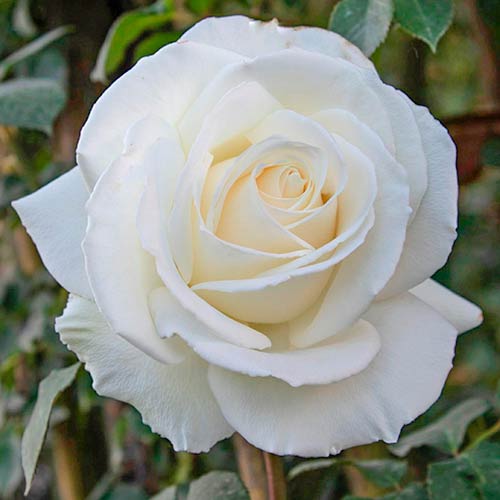 1 Pflanze(n), Großblütige Rose Monna Lisa - Setzlinge: Ilość w opakowaniu: 1 Pflanze(n)