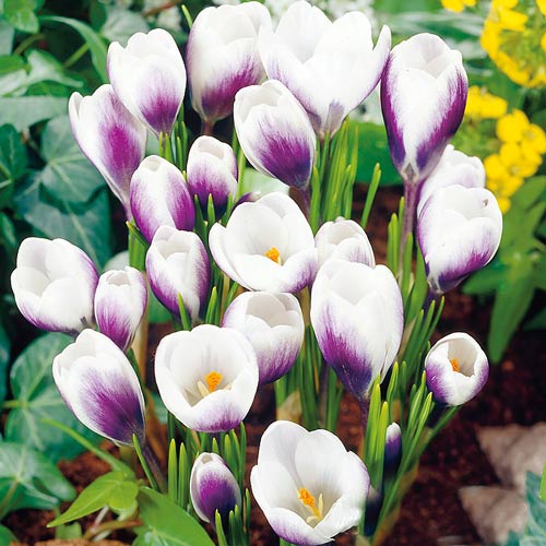 15 Stück, Krokus Prins Claus - Blumenzwiebeln: Ilość w opakowaniu: 15 Stück