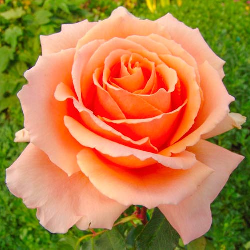 1 Pflanze(n), Großblütige Rose Just Joey - Setzlinge: Ilość w opakowaniu: 1 Pflanze(n)