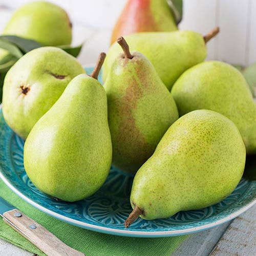 1 Pflanze(n), Birne Passe Crassane - Setzlinge: Ilość w opakowaniu: 1 Pflanze(n)