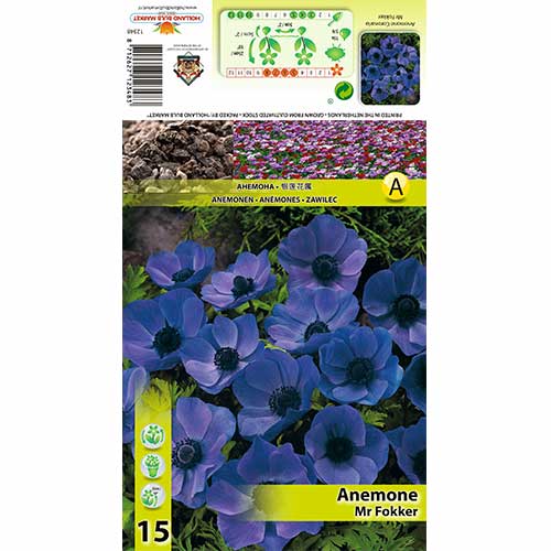 15 Stück, Anemone Mr Fokker - Zwiebeln: Ilość w opakowaniu: 15 Stück