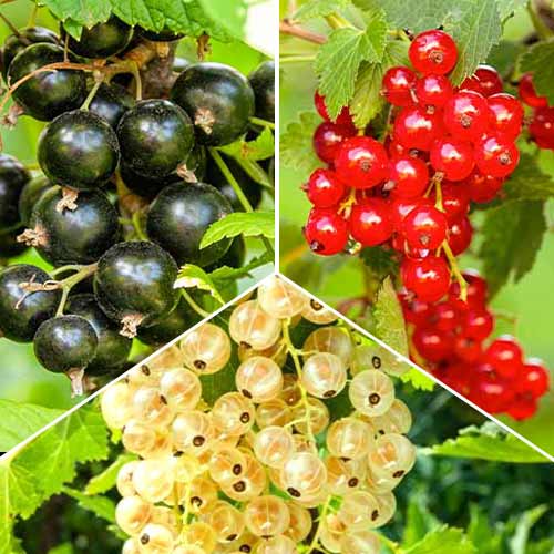 Trio de groselhas, 3 mudas - Plântulas: Ilość w opakowaniu: 3 plant