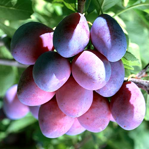 Ameixa Stanley, С2 - Plântulas: Ilość w opakowaniu: 1 plant