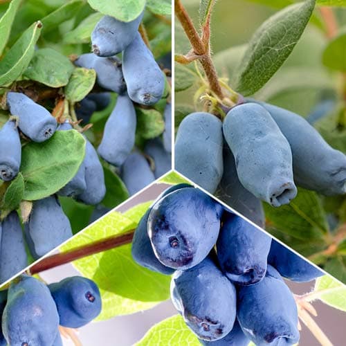 Conjunto de mirtilo Kamchatka, 3 mudas - Plântulas: Ilość w opakowaniu: 3 plant