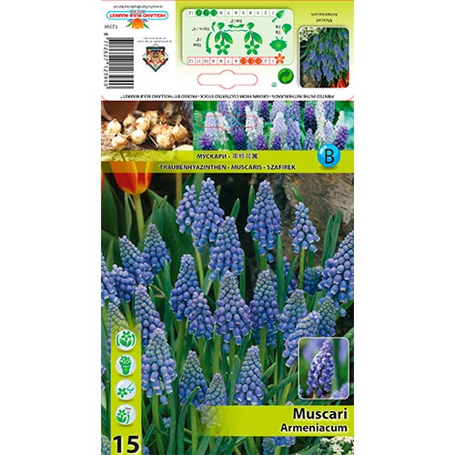 Muscari Armeniacum - Bulbos: Ilość w opakowaniu: 15 bulbos