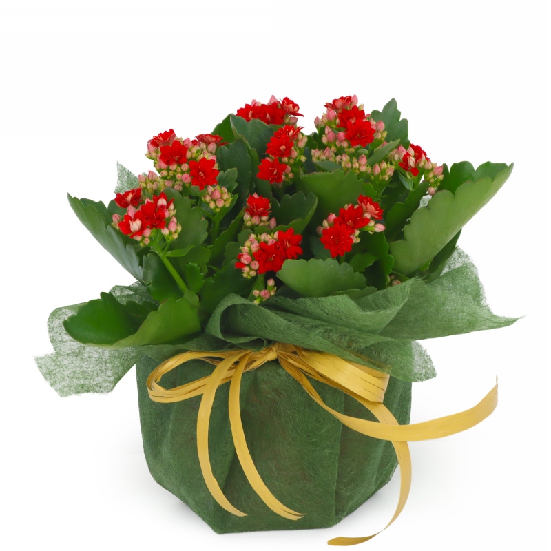 Kwiat doniczkowy Kalanchoe