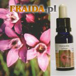 Goryczka gorzkawa - Optymizm