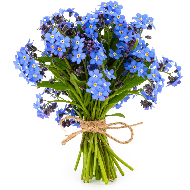 Bukiet niezapominajek