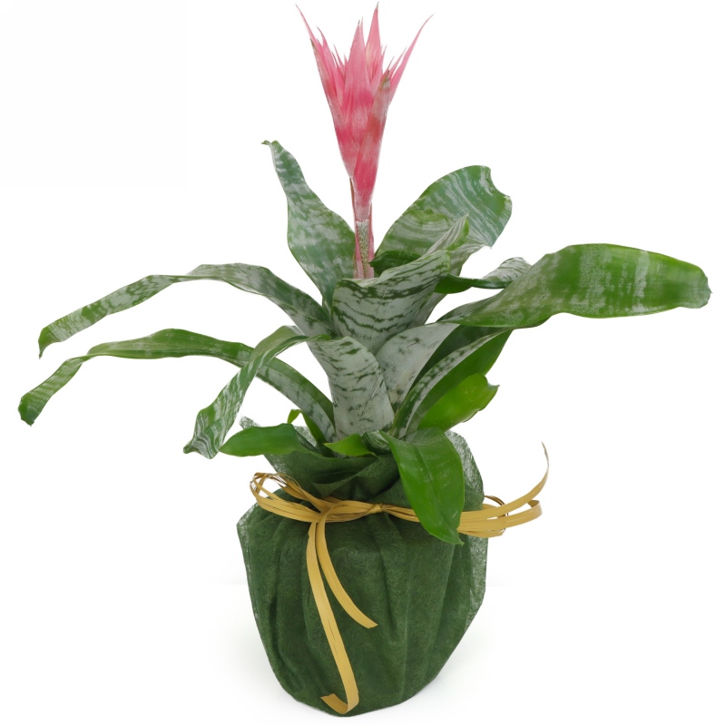 Kwiat doniczkowy Aechmea