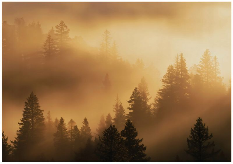 Fototapeta WALLARENA Do Sypialni Salonu Na Flizelinie Las Mgła Drzewa 400x280 cm 1 szt.