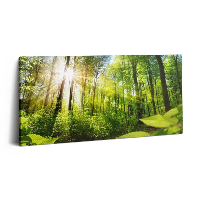 Obraz na płótnie Wallfluent 100x50 cm Promienie słoneczne w lesie 1 szt.