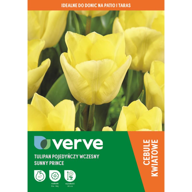 Tulipan wysoki Sunny Prince 7 szt.