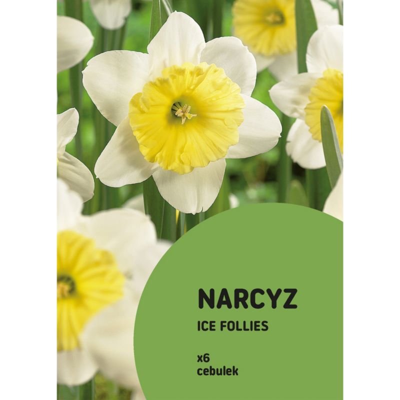 Narcyz wysoki Ice Follies 6 szt.