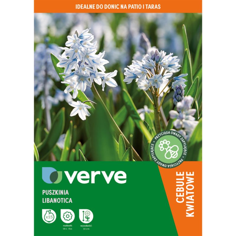 Puszkinia Libanotica Verve 15 sztuk