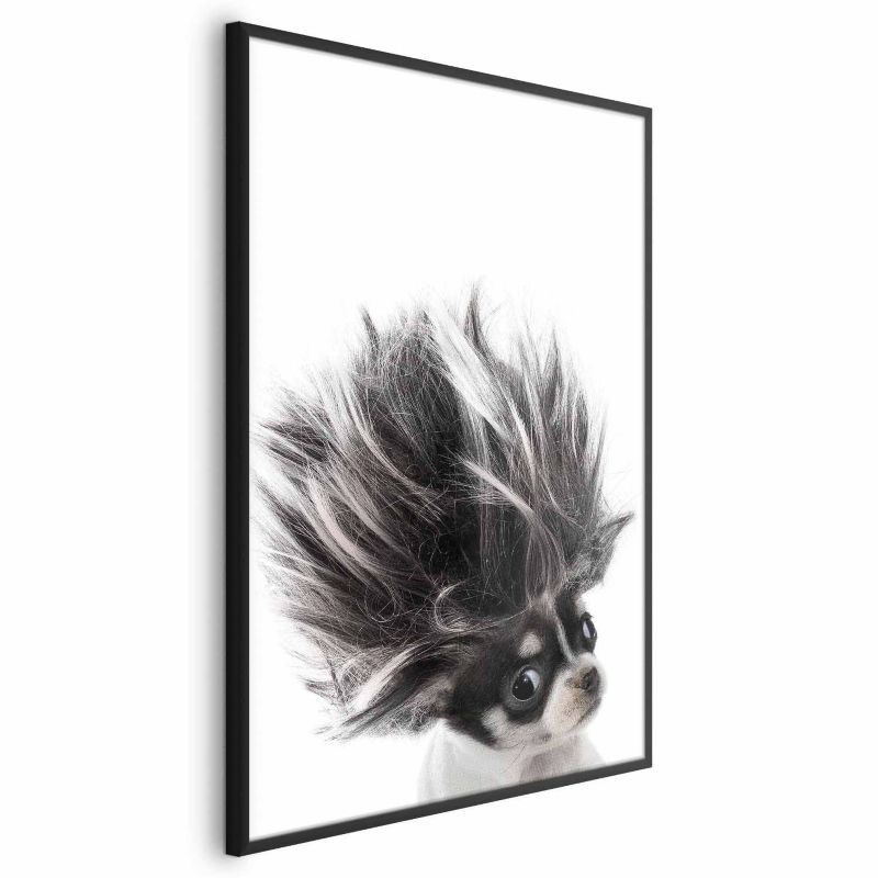 Plakat Artgeist Chihuahua 29,7x42 cm z ramą czarną 1 szt