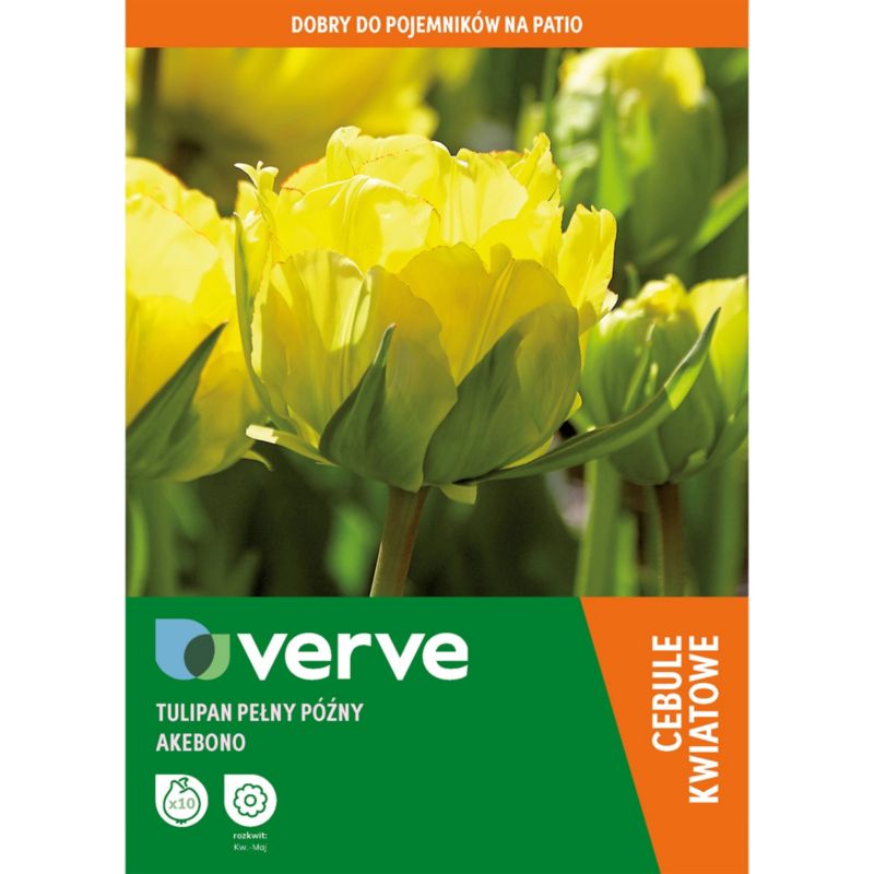 Tulipan Double Yellow Akebono 10 szt.