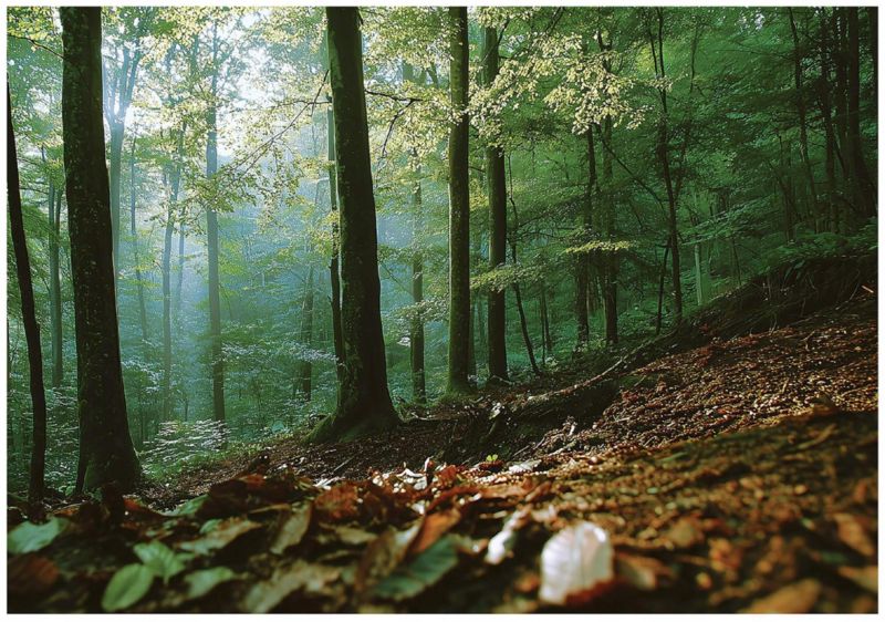 Fototapeta Las 3D Drzewa Natura WALLARENA 250x175 cm Tapeta Do Sypialni Salonu Na Flizelinie 1 szt.