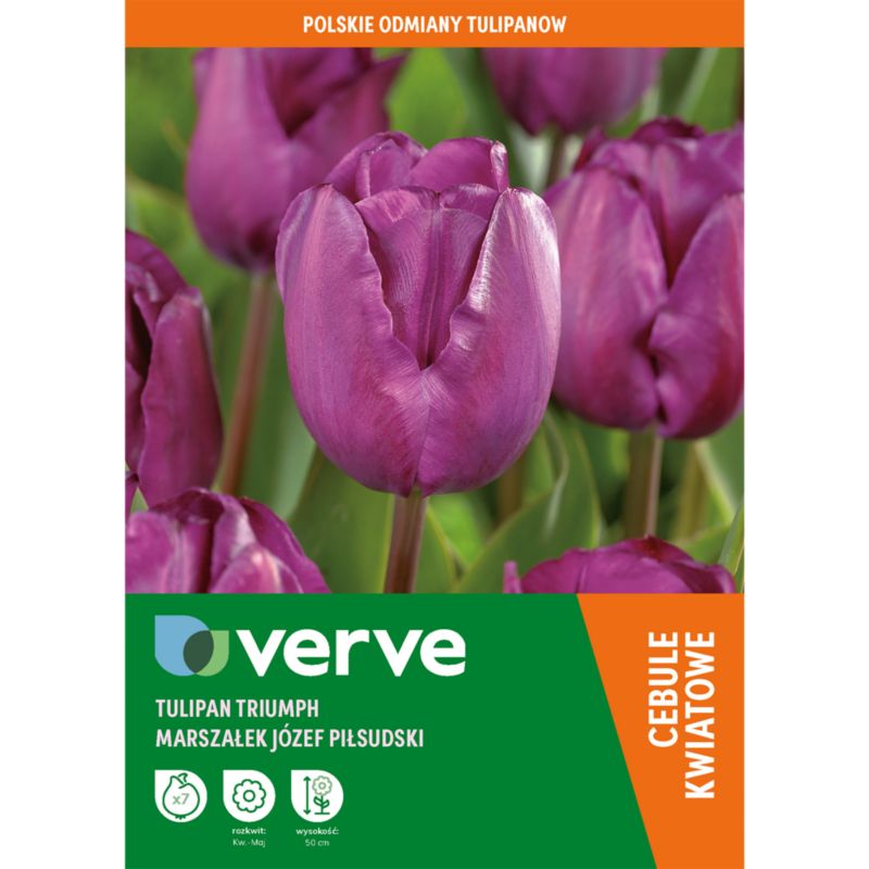 Tulipan Verve Józef Piłsudski 7 sztuk