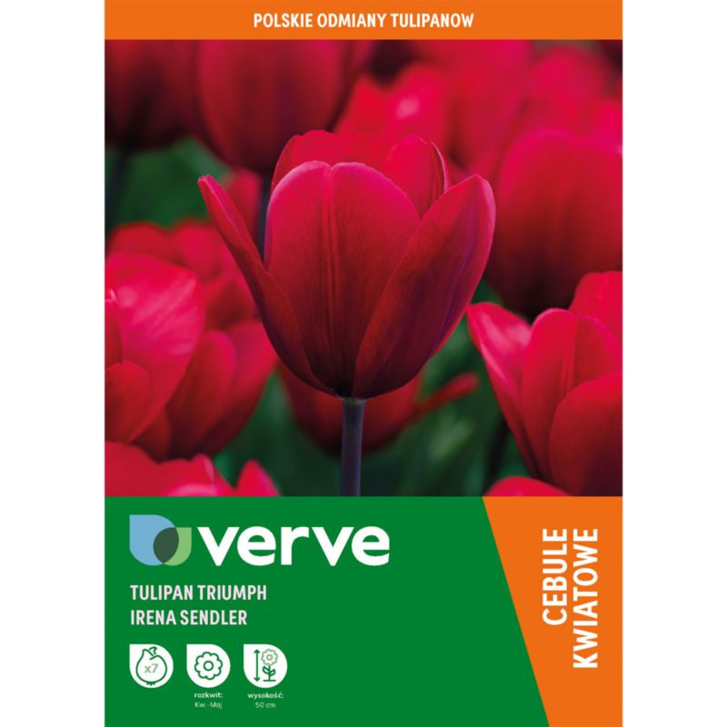 Tulipan Verve Irena Sendlerowa 7 sztuk