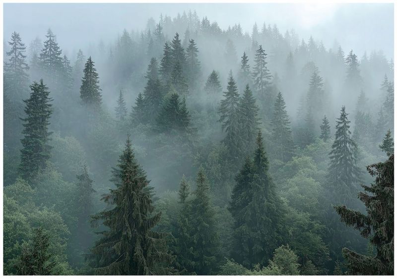 Fototapeta Las We Mgle Drzewa Natura WALLARENA 300x210 cm Tapeta Do Sypialni Salonu Na Flizelinie 1 szt.