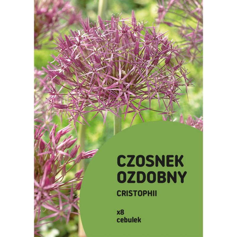 Czosnek Christophii 8 szt.