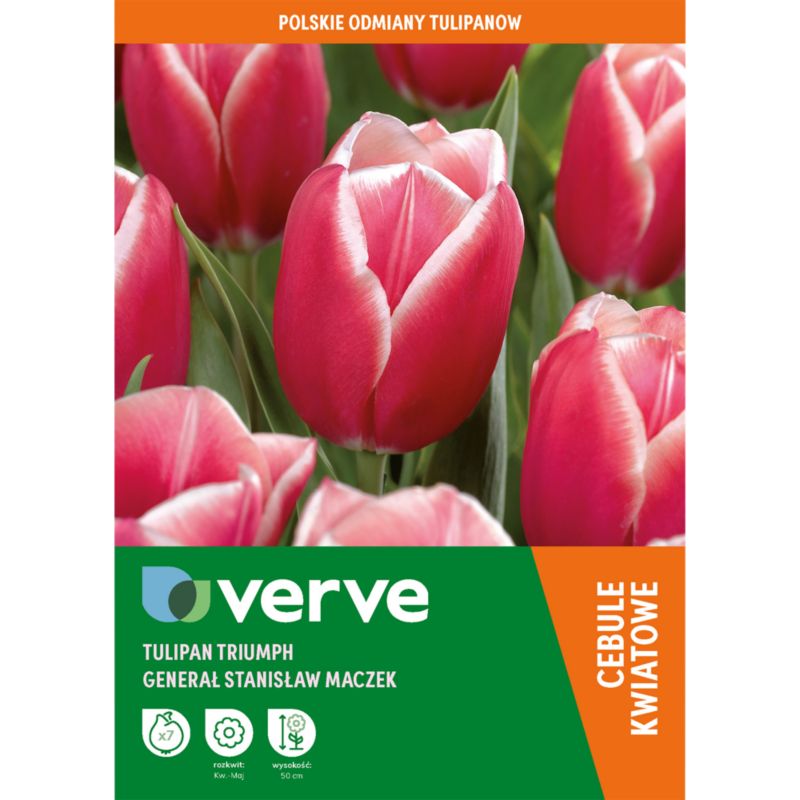 Tulipan Verve Generał Maczek 7 sztuk