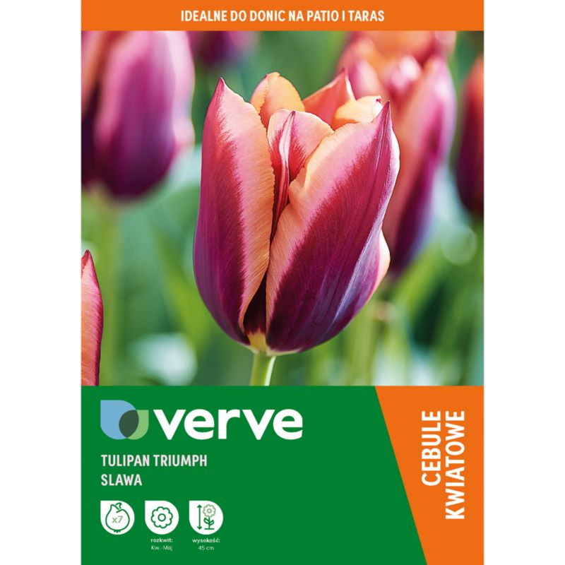 Tulipan Burgandy Peach Muvota Slawa 7 szt.