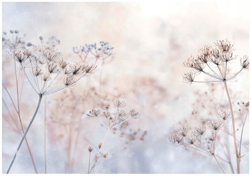 Fototapeta WALLARENA Do Sypialni Salonu Na Flizelinie Kwiaty Dmuchawce Natura 350x250 cm 1 szt.